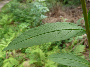 Feuilles lancéolées opposées ou verticillées par 3 à 5 et dotées d'un court pétiole. Agrandir dans une nouvelle fenêtre (ou onglet)